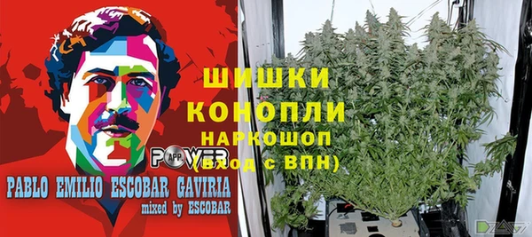 ПСИЛОЦИБИНОВЫЕ ГРИБЫ Белокуриха